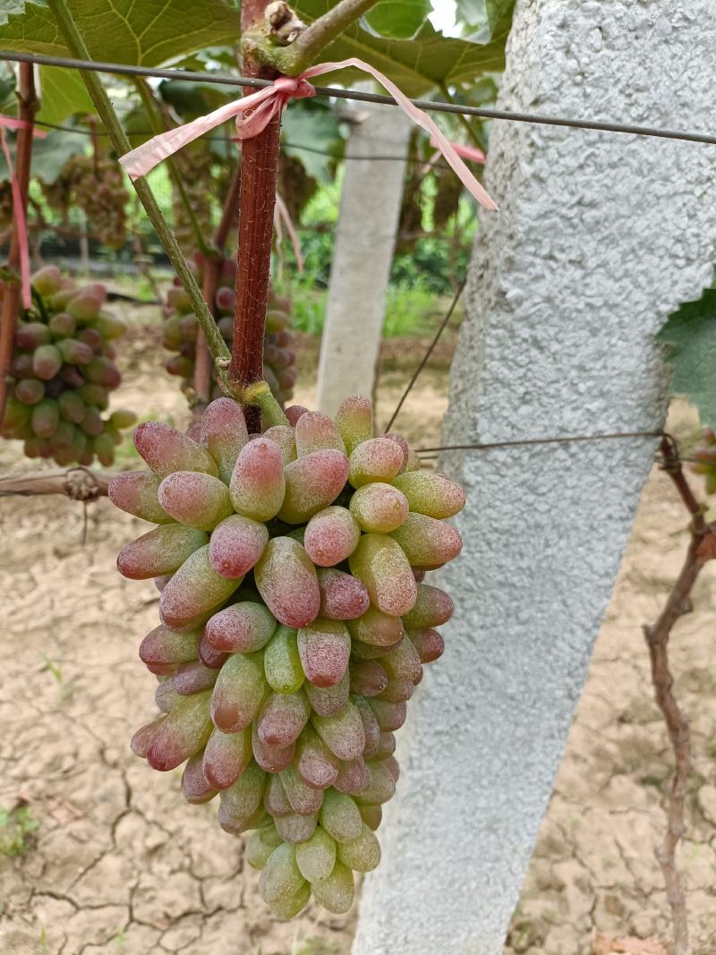 本地有大量葡萄，口感香甜。茉莉香大量上市，