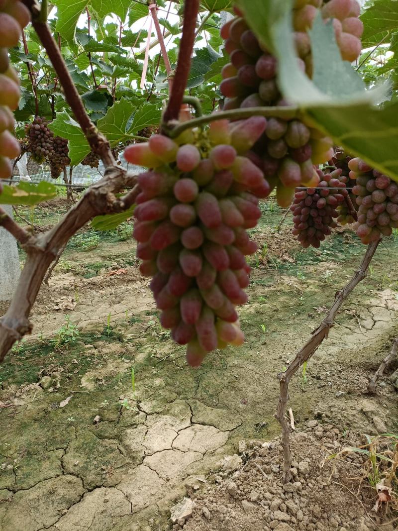 本地有大量葡萄，口感香甜。茉莉香大量上市，