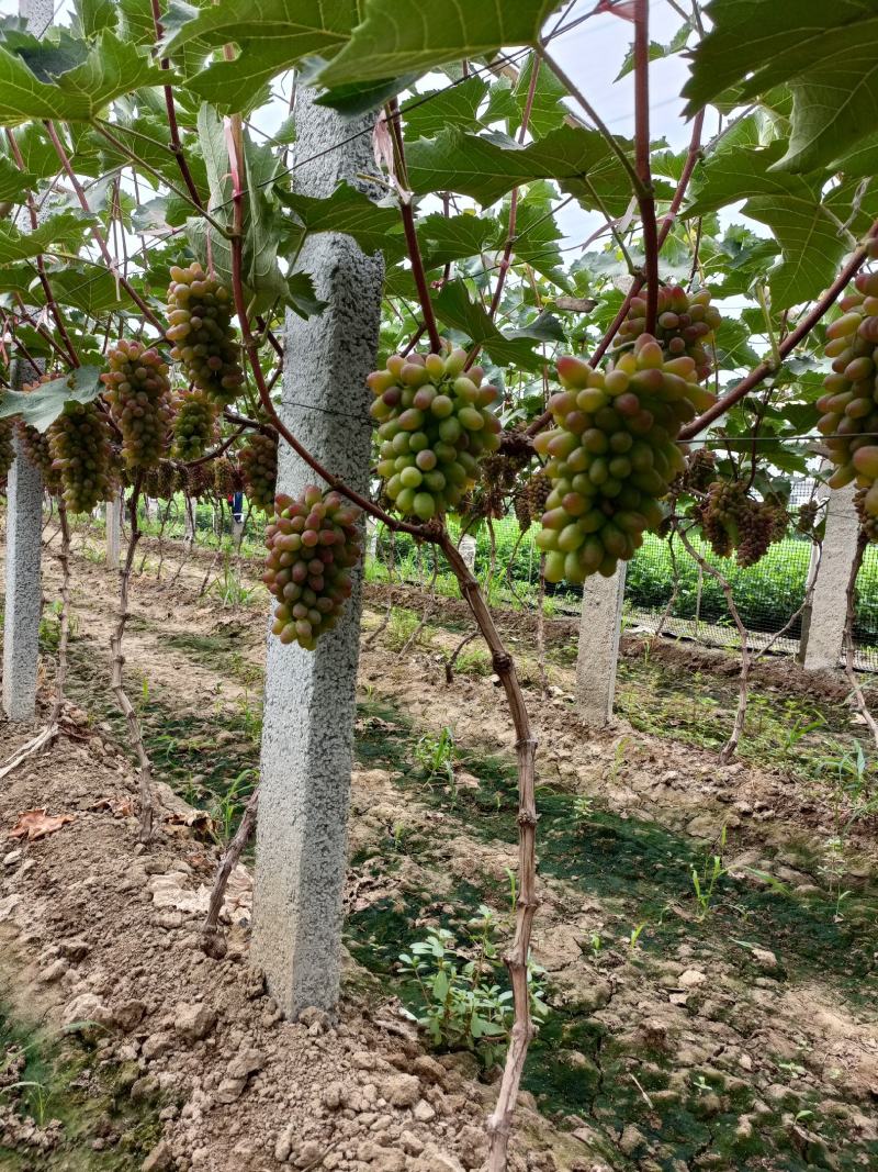 本地有大量葡萄，口感香甜。茉莉香大量上市，