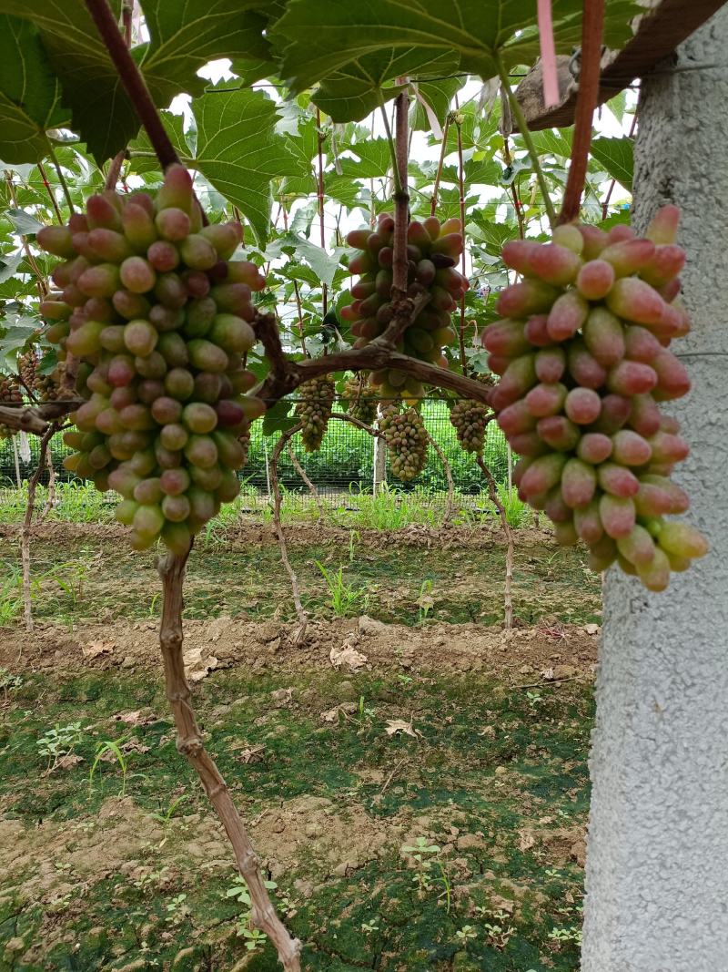 本地有大量葡萄，口感香甜。茉莉香大量上市，