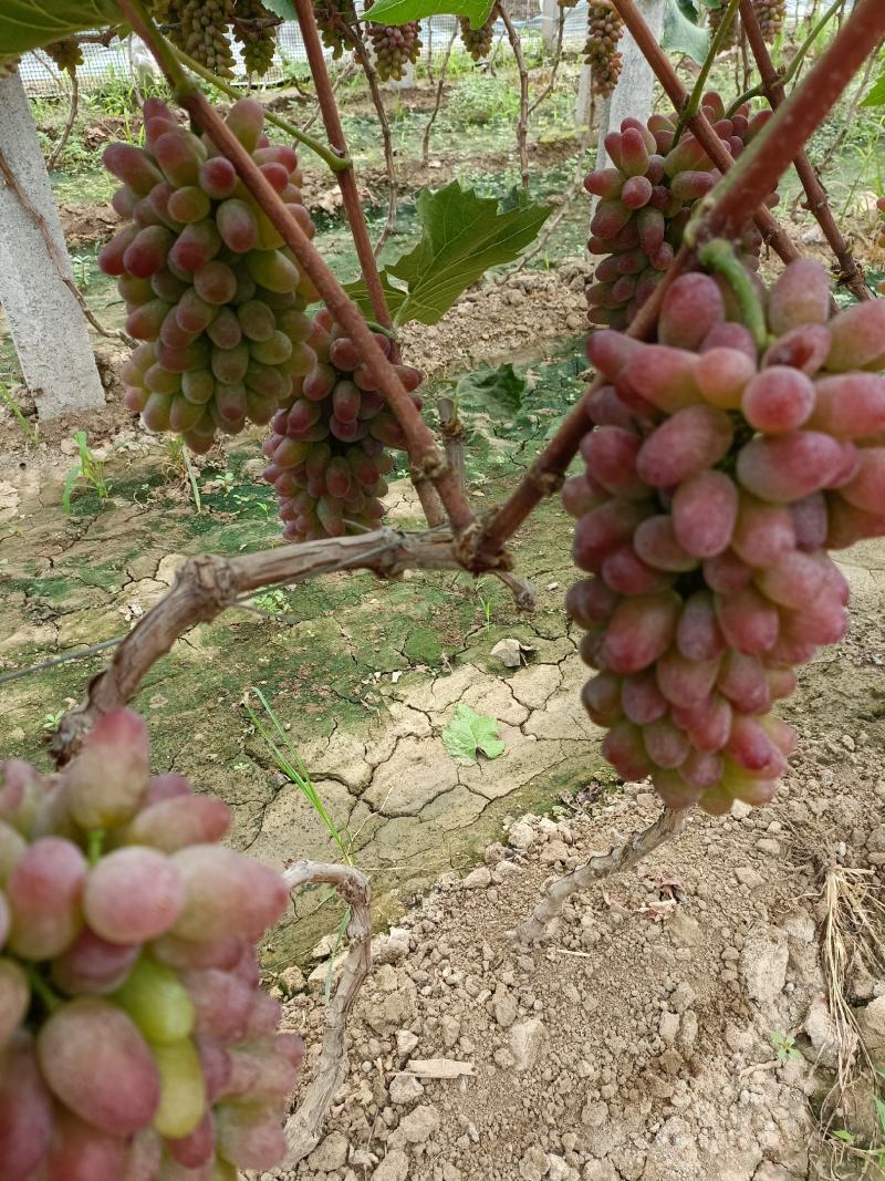 本地有大量葡萄，口感香甜。茉莉香大量上市，