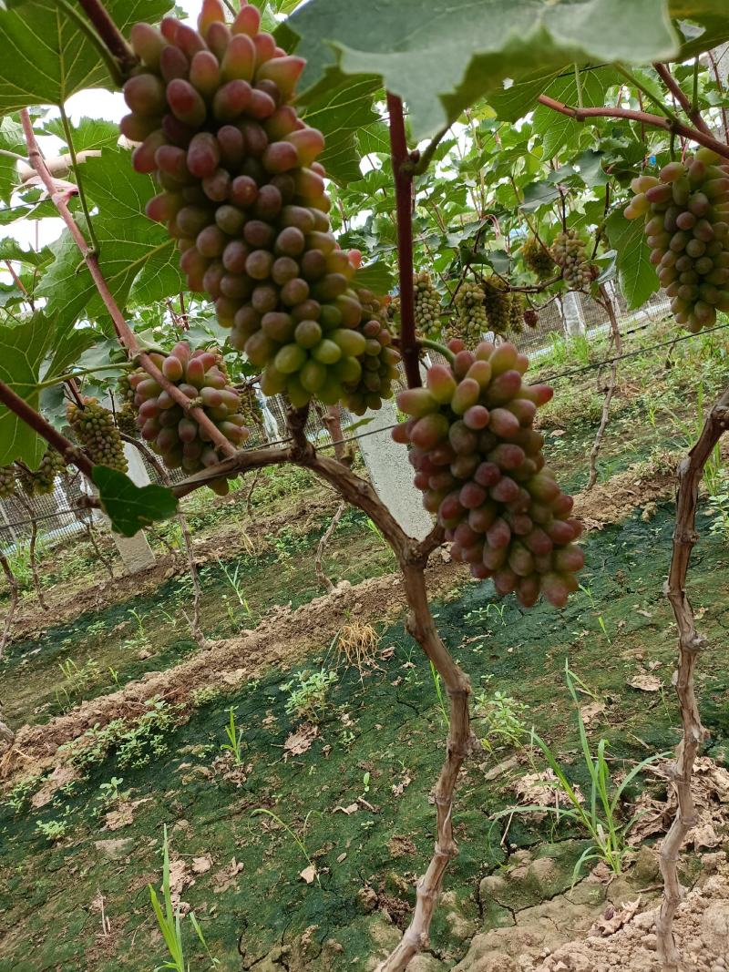 本地有大量葡萄，口感香甜。茉莉香大量上市，