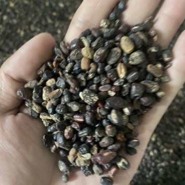 蒸熟杂豆发酵肥料生物肥料大豆肥料降低