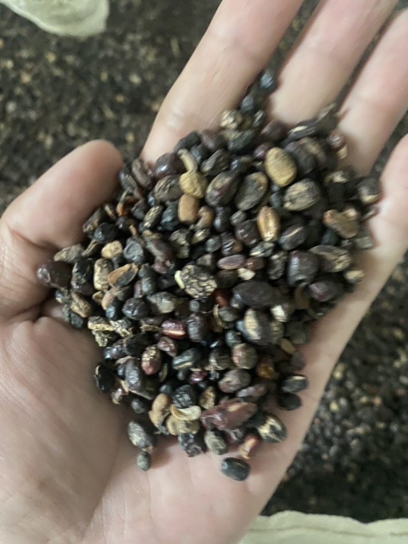 蒸熟杂豆发酵肥料生物肥料大豆肥料降低