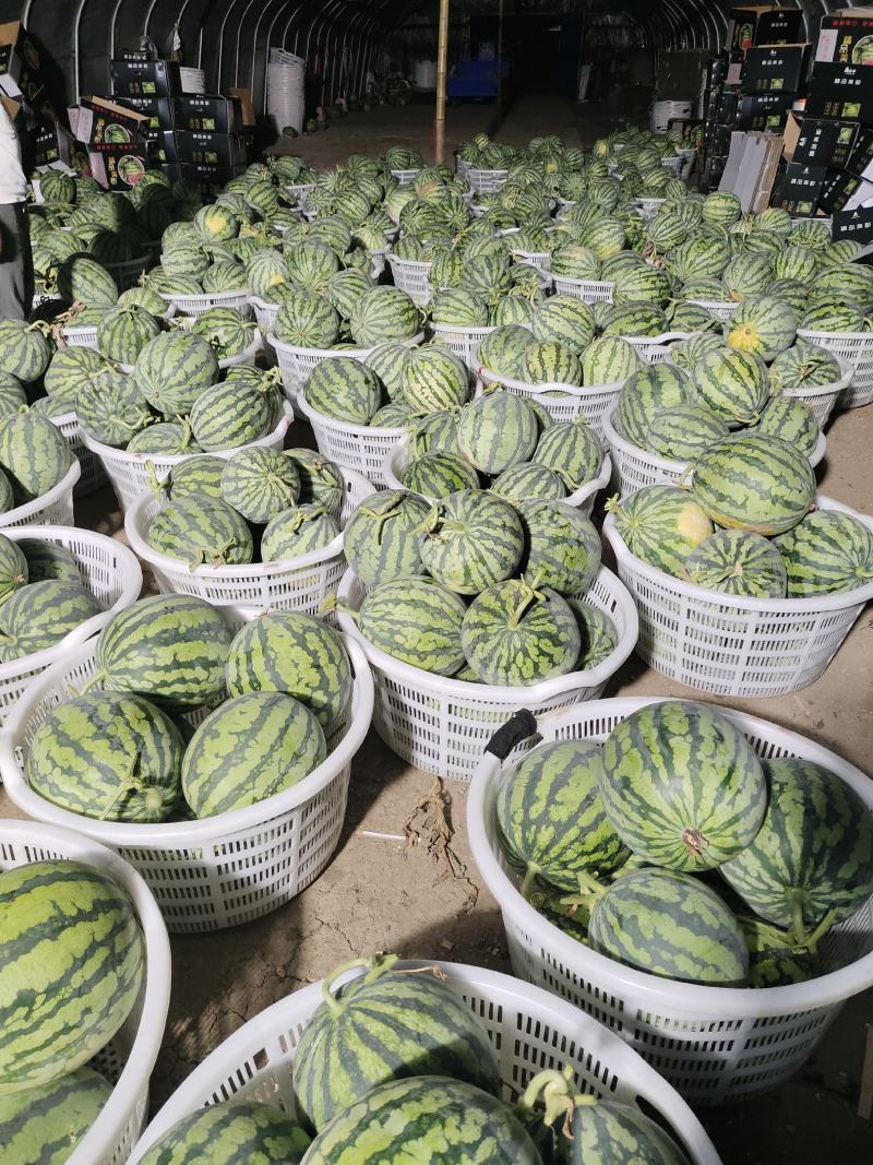 甘肃庆阳美都无籽西瓜大量上市12-16斤