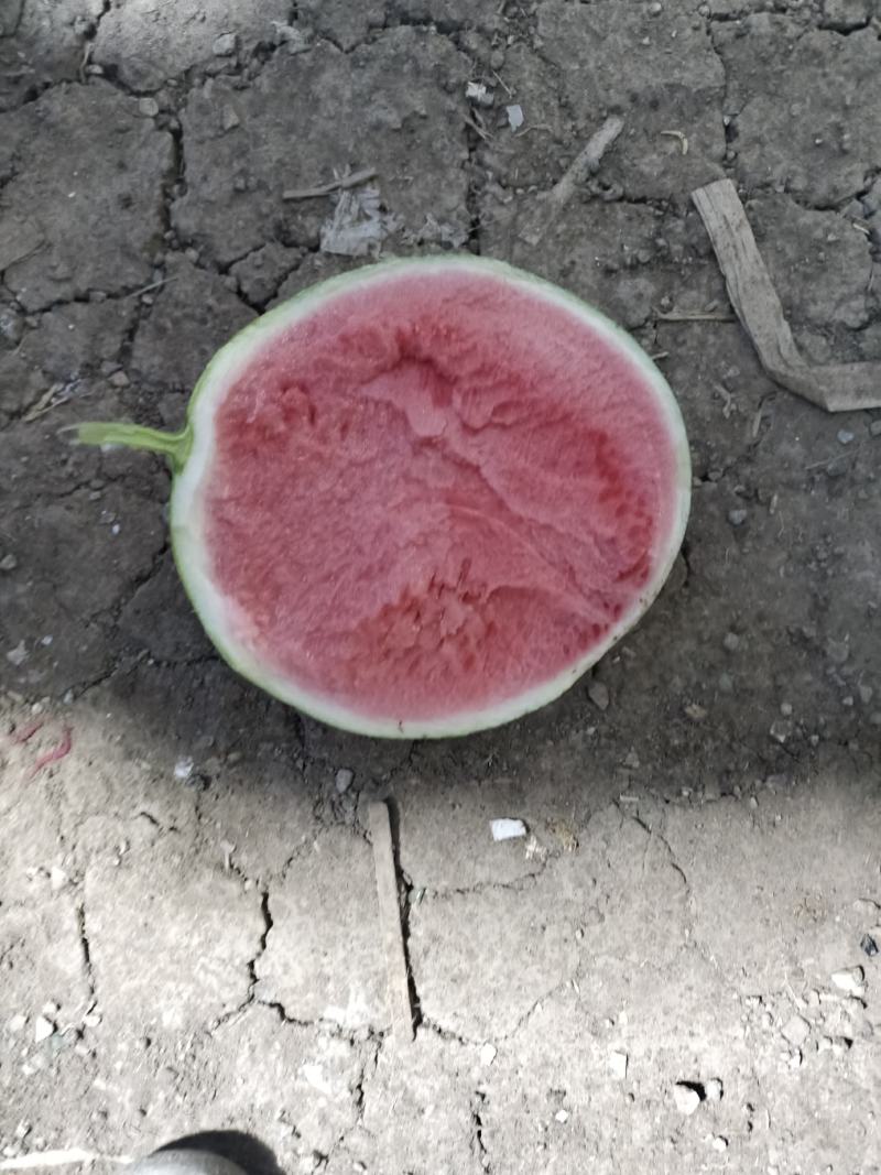 甘肃庆阳美都无籽西瓜大量上市12-16斤