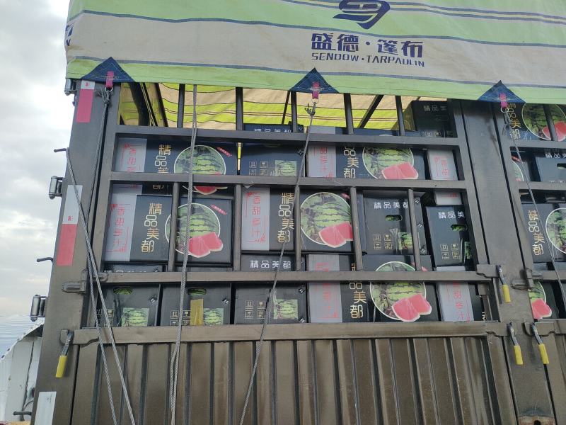 甘肃庆阳美都无籽西瓜大量上市12-16斤