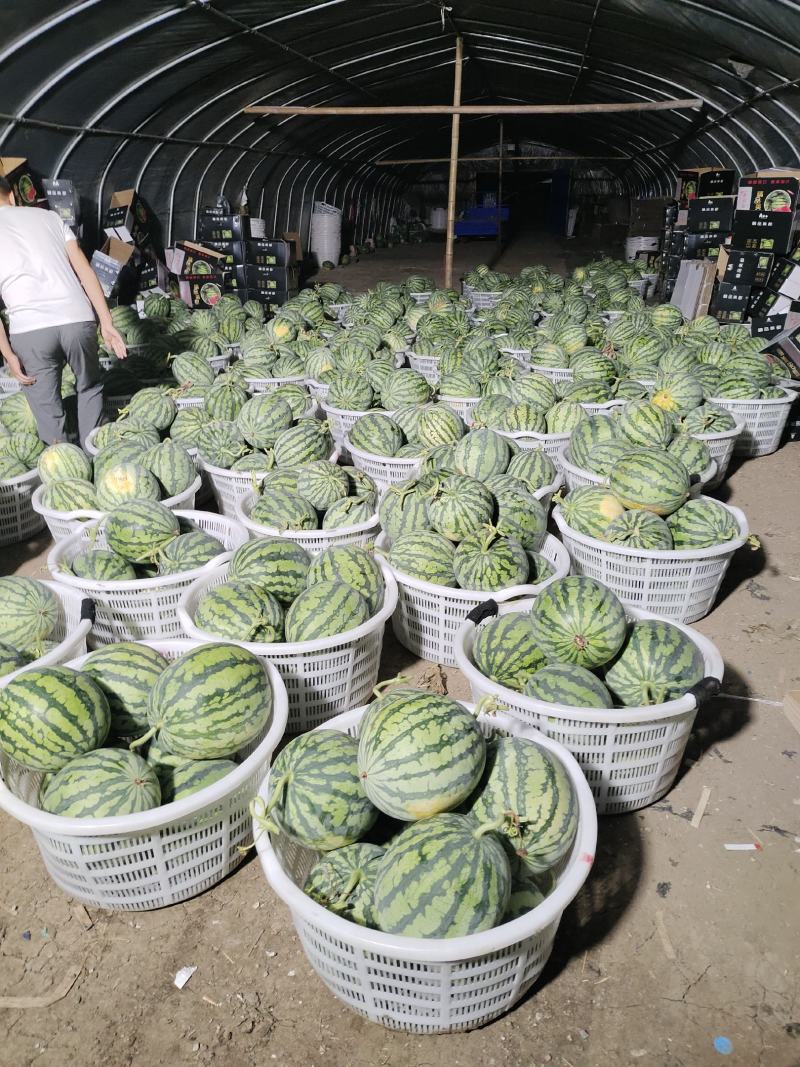 甘肃庆阳美都无籽西瓜大量上市12-16斤