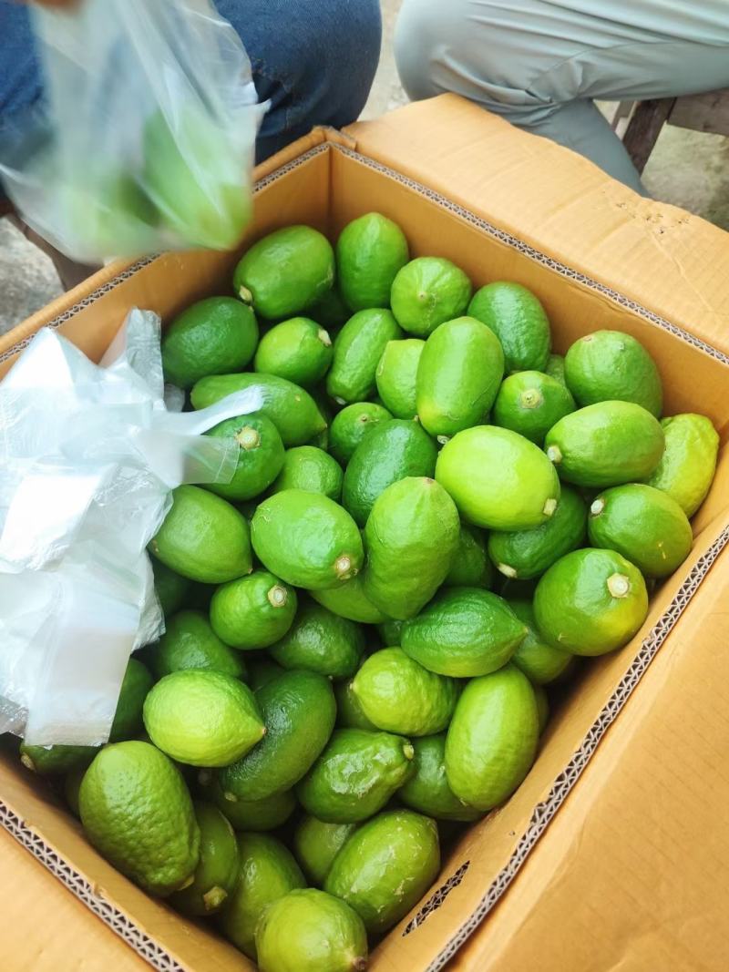 广东香水柠檬