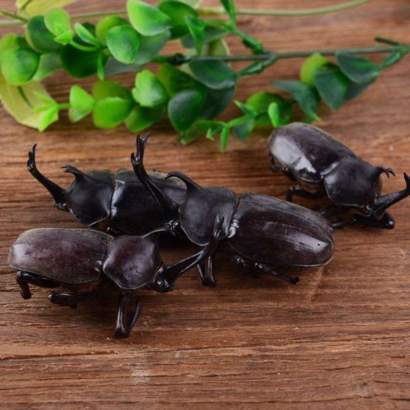 独角仙中药材锹甲甲虫昆虫中药材独角虫昆虫类