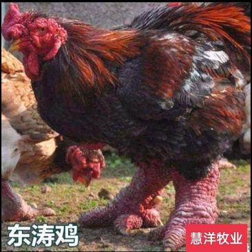东涛鸡苗质量可靠包打出壳疫苗免费技术指导欢迎来电