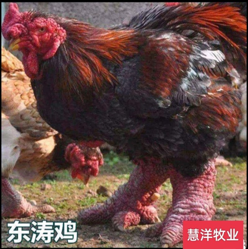 东涛鸡苗质量可靠包打出壳疫苗免费技术指导欢迎来电