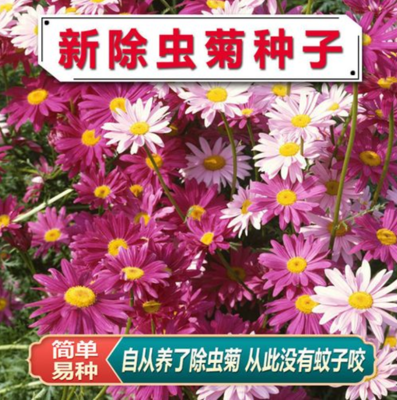 除虫菊种子驱蚊驱虫菊花种子多年生混色花种子四季易种盆栽