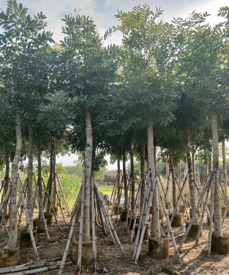 大量出售各种规格的桃花心木有须联系价格优惠