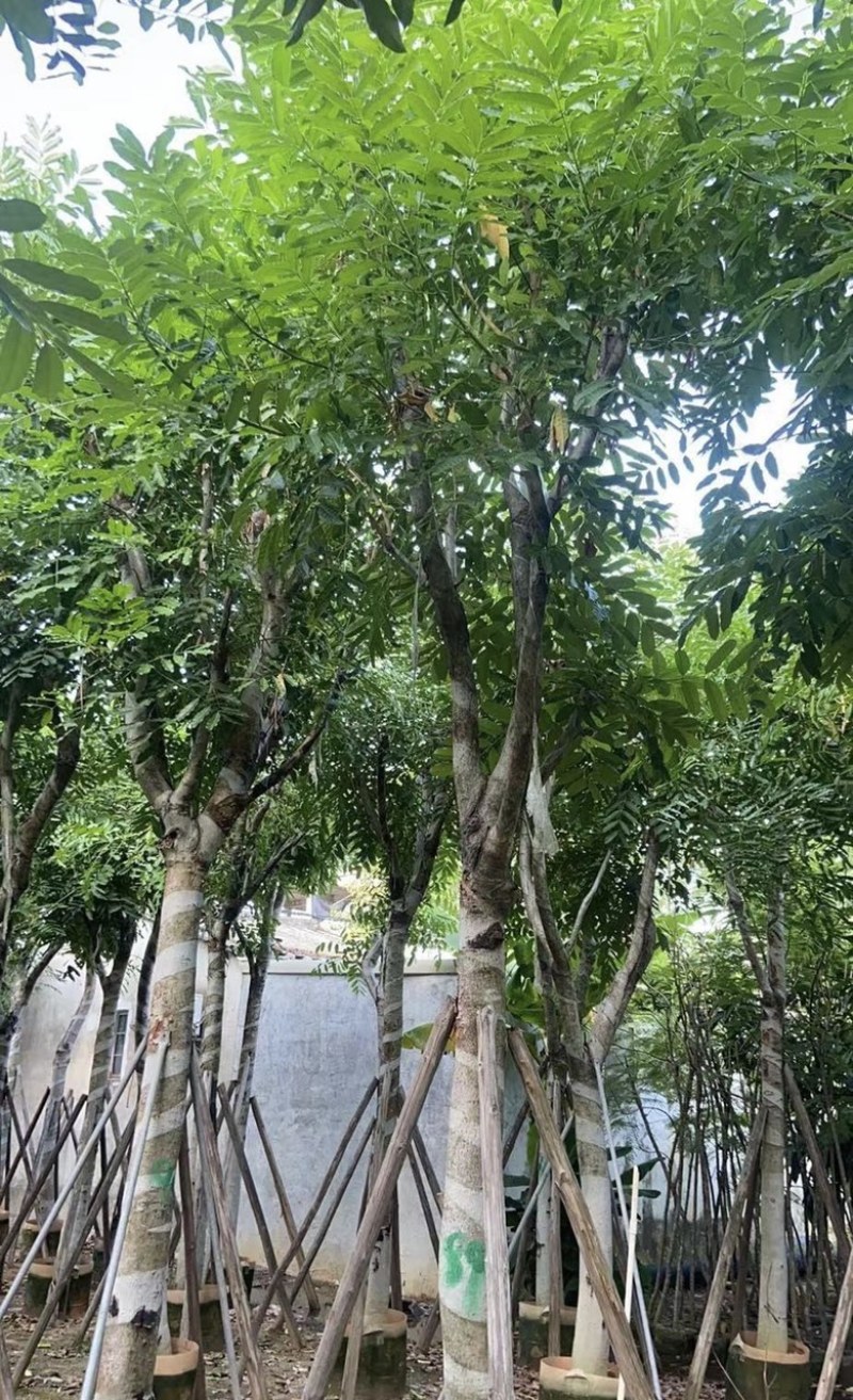 大量出售各种规格的桃花心木有须联系价格优惠