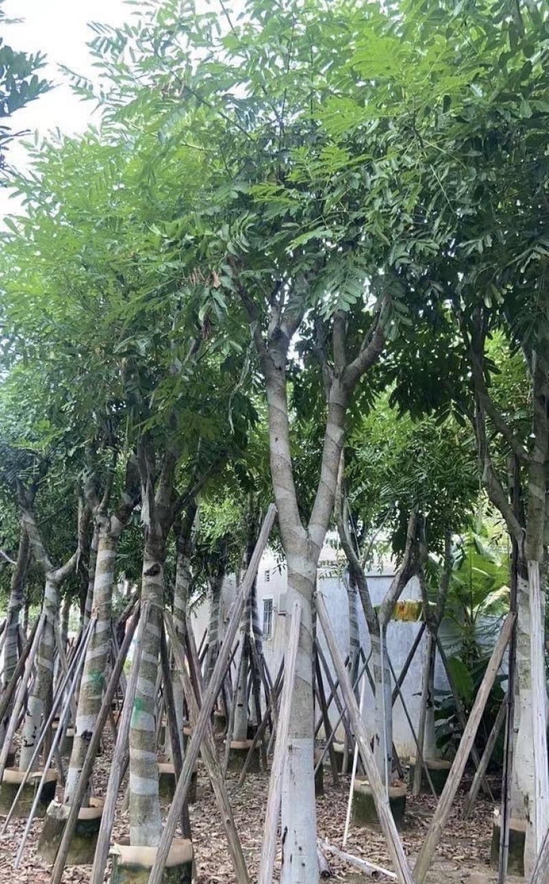 大量出售各种规格的桃花心木有须联系价格优惠