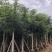 大量出售各种规格的桃花心木有须联系价格优惠