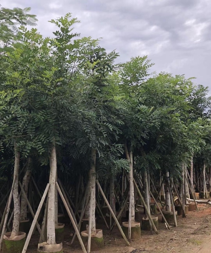 大量出售各种规格的桃花心木有须联系价格优惠