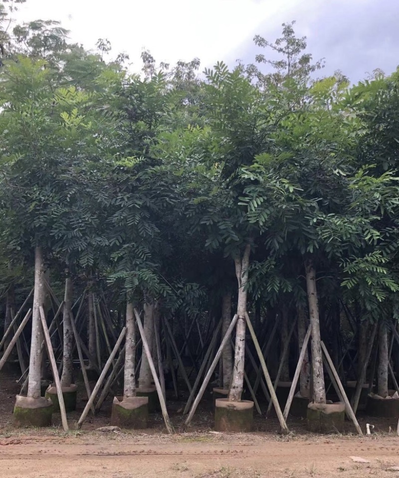 大量出售各种规格的桃花心木有须联系价格优惠