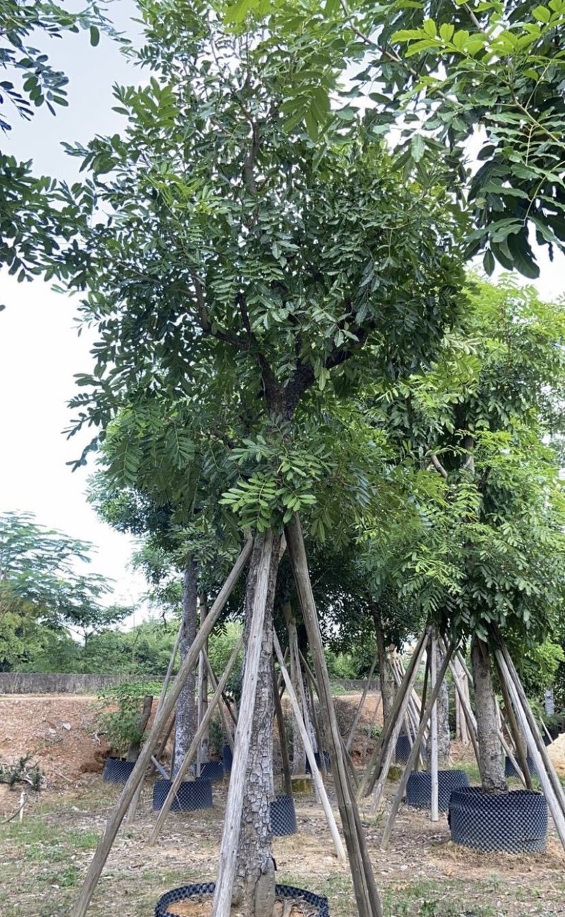 大量出售各种规格的桃花心木有须联系价格优惠