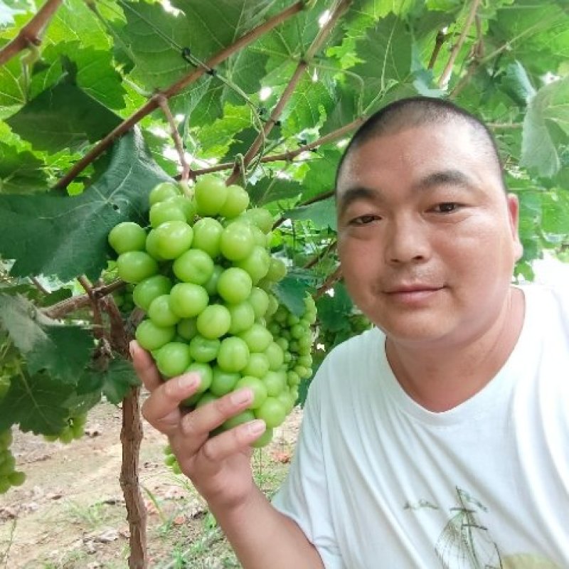 河南阳光玫瑰葡，产地直供，欢迎各大商超供应链前来洽谈采购