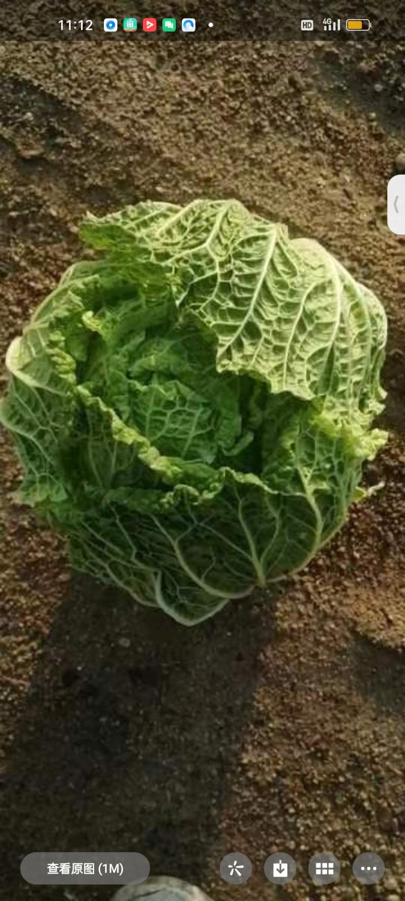 白菜