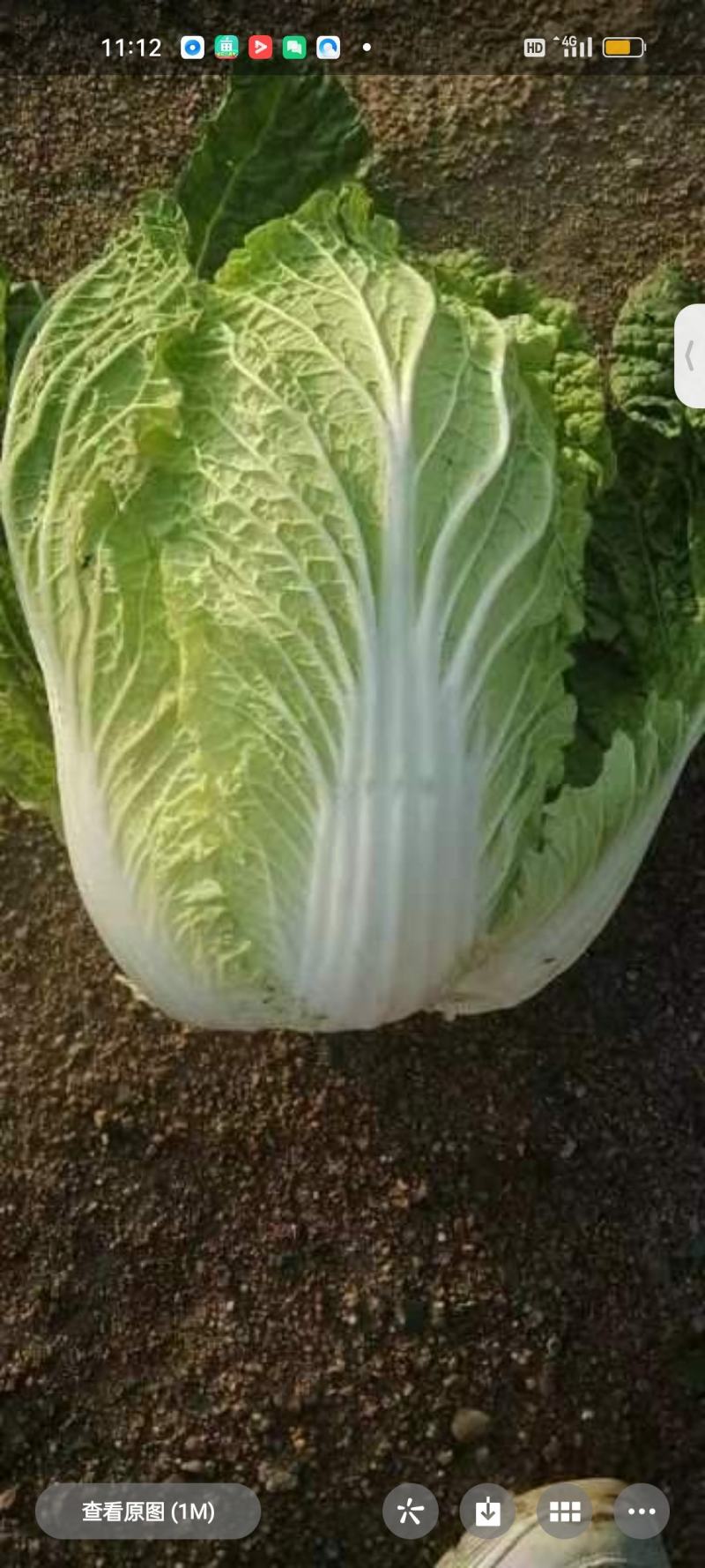 白菜