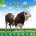 西门塔尔牛犊育肥改良肉牛活体繁殖肉牛鲁西黄牛牛苗活体