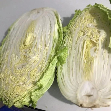 白菜