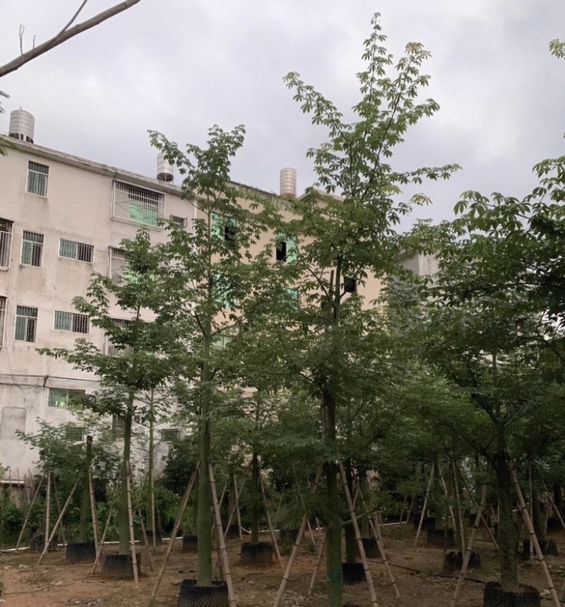 大量出售各种规格的美丽异木棉有须联系我价格优惠