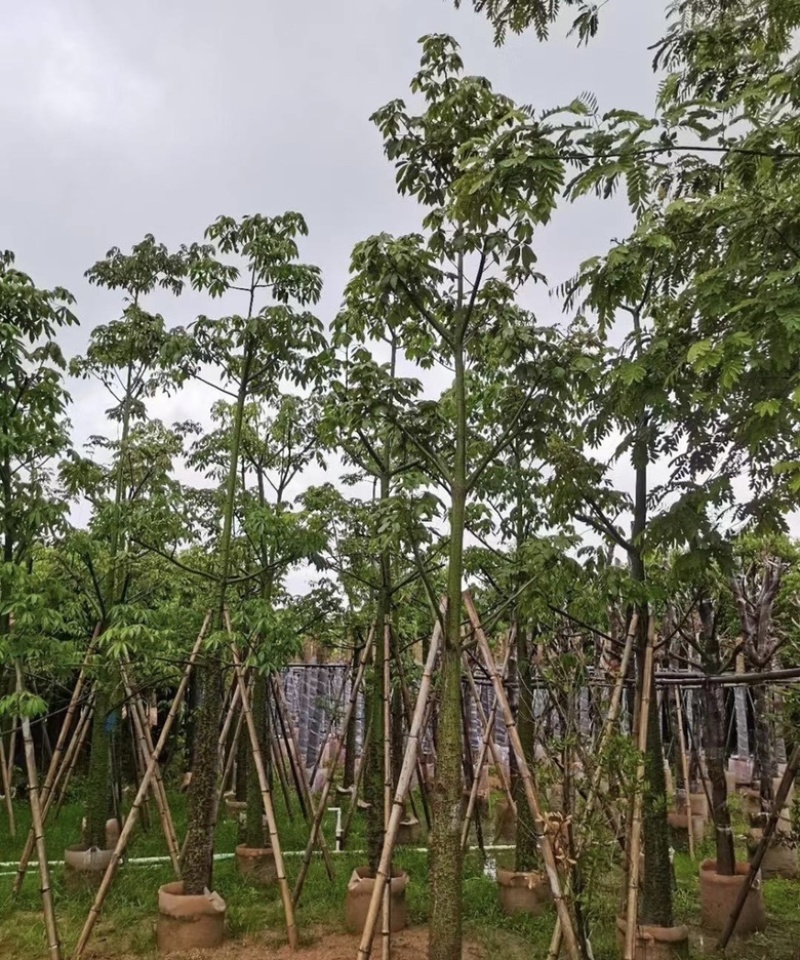 大量出售各种规格的美丽异木棉有须联系我价格优惠