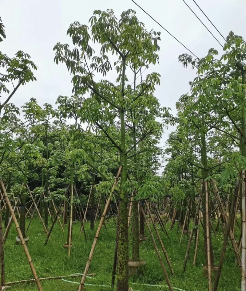 大量出售各种规格的美丽异木棉有须联系我价格优惠