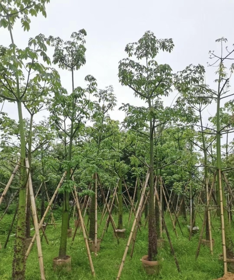 大量出售各种规格的美丽异木棉有须联系我价格优惠
