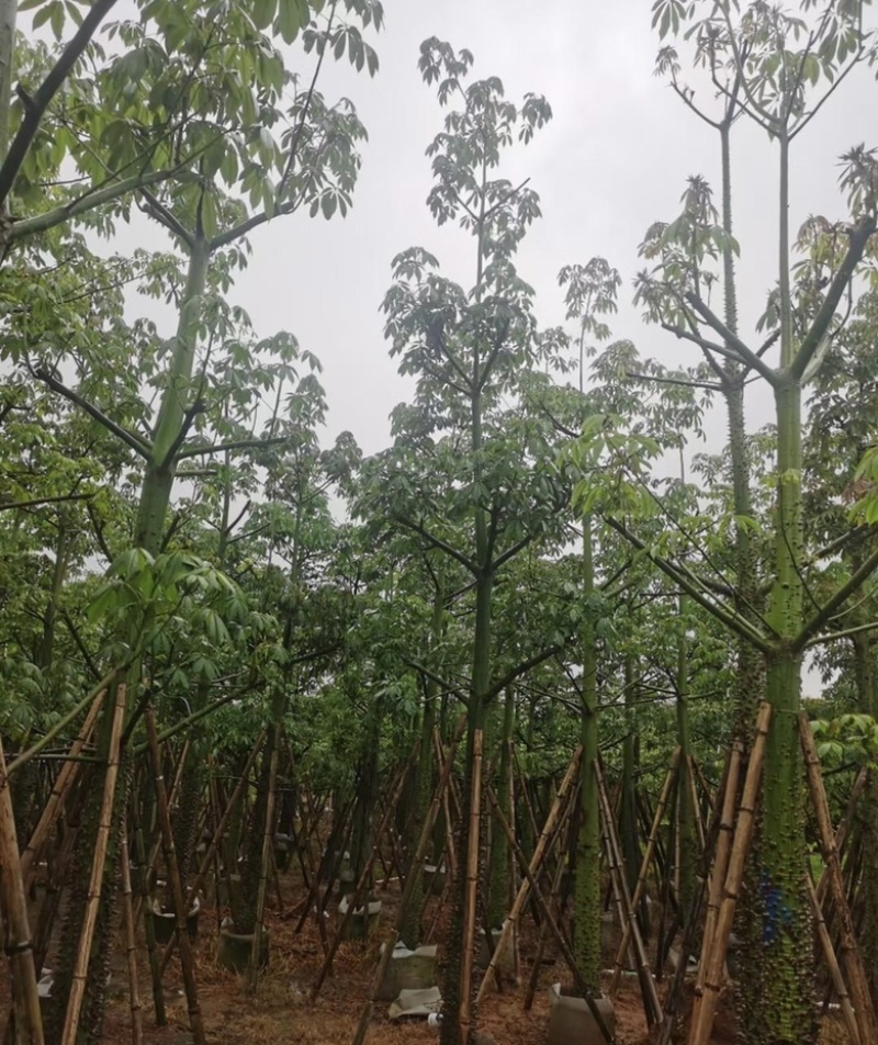 大量出售各种规格的美丽异木棉有须联系我价格优惠