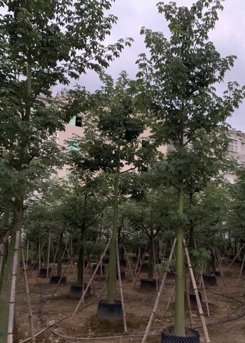 大量出售各种规格的美丽异木棉有须联系我价格优惠