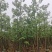 大量出售各种规格的美丽异木棉有须联系我价格优惠