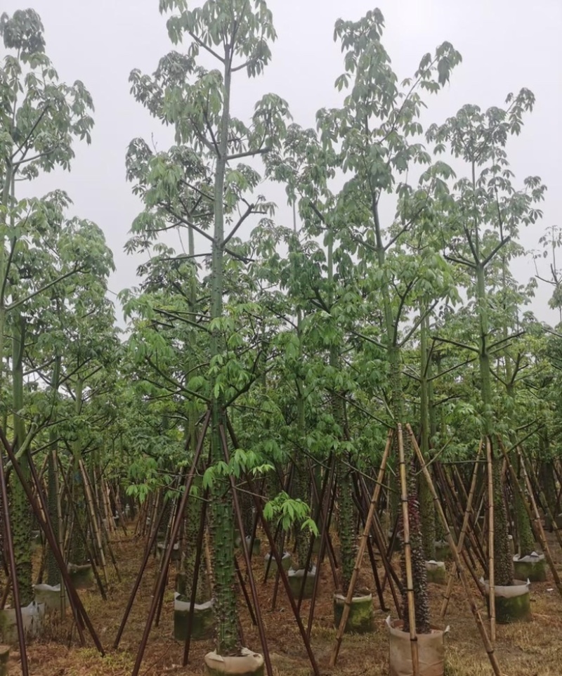 大量出售各种规格的美丽异木棉有须联系我价格优惠