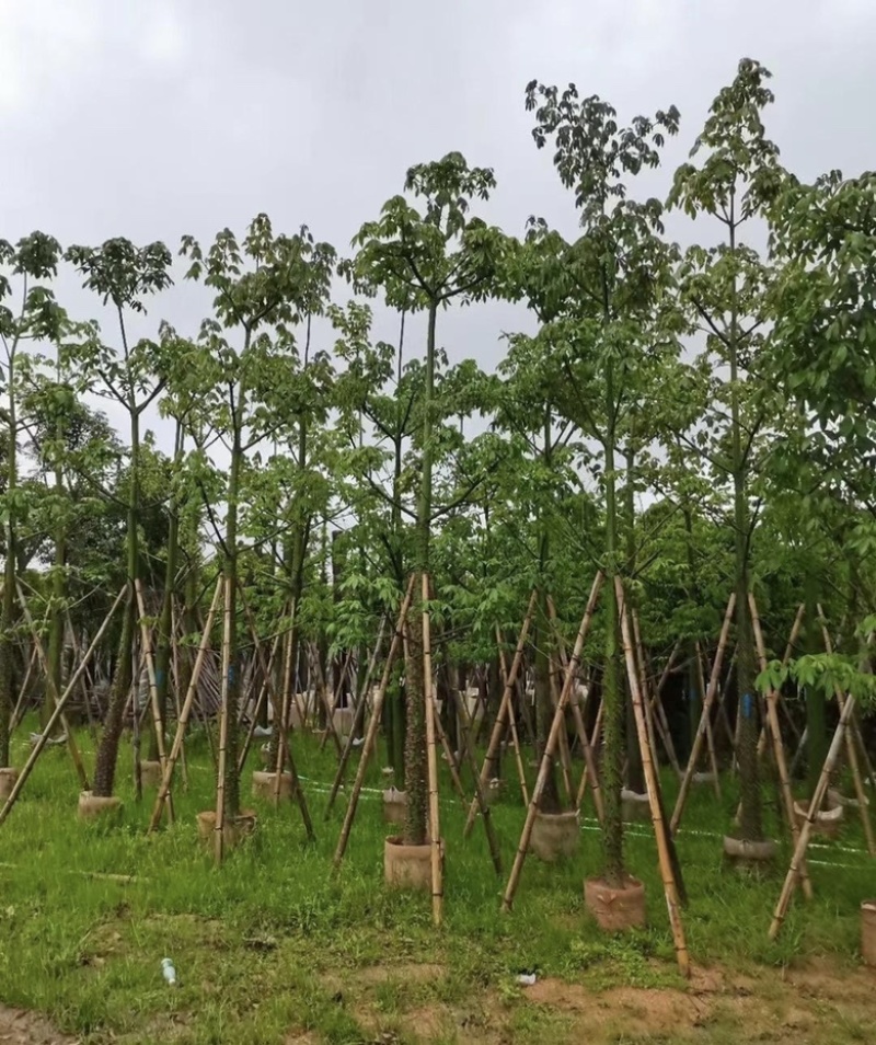 大量出售各种规格的美丽异木棉有须联系我价格优惠