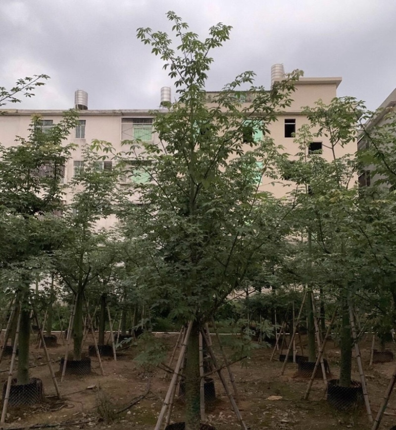 大量出售各种规格的美丽异木棉有须联系我价格优惠