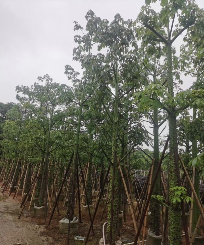大量出售各种规格的美丽异木棉有须联系我价格优惠