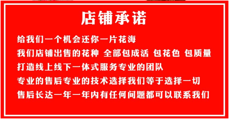 千日红花种春秋播种花海景观庭院阳台花卉盆栽花籽火球花种子