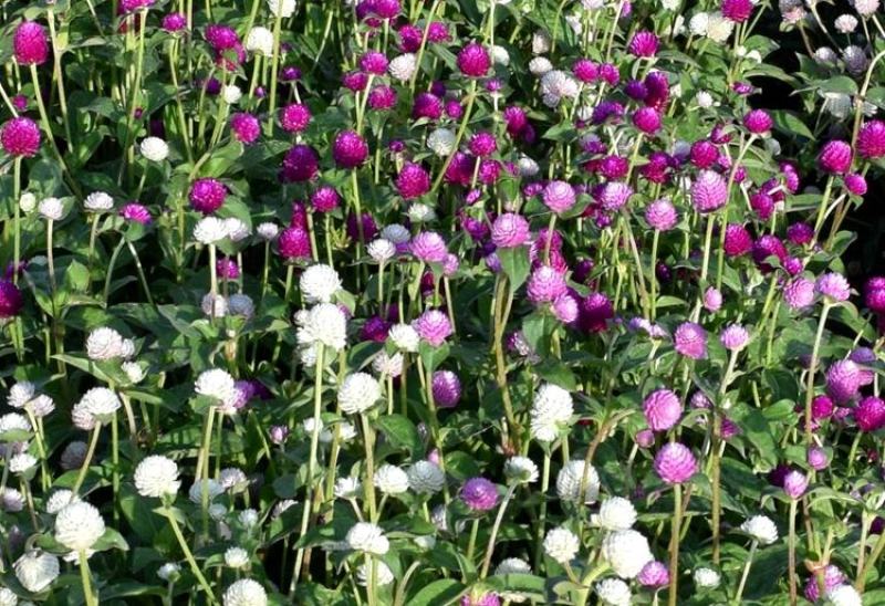 千日红花种春秋播种花海景观庭院阳台花卉盆栽花籽火球花种子