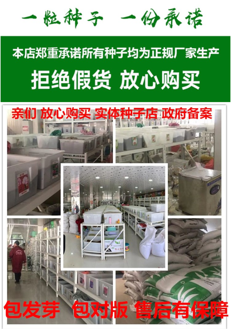 千日红花种春秋播种花海景观庭院阳台花卉盆栽花籽火球花种子