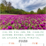 千日红花种春秋播种花海景观庭院阳台花卉盆栽花籽火球花种子