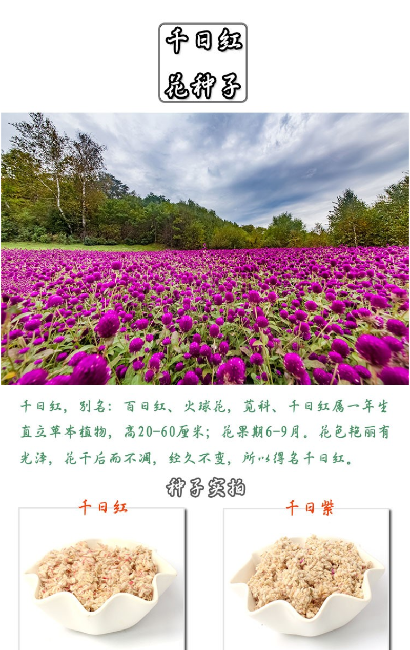 千日红花种春秋播种花海景观庭院阳台花卉盆栽花籽火球花种子