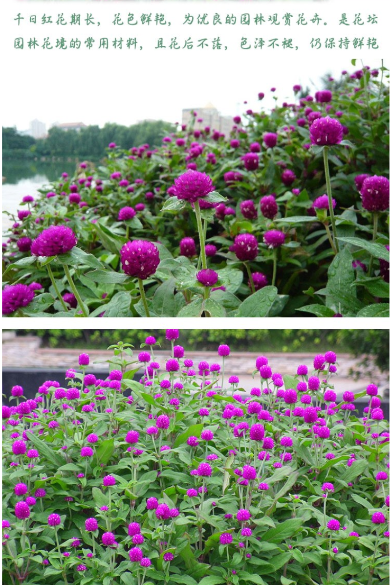 千日红花种春秋播种花海景观庭院阳台花卉盆栽花籽火球花种子