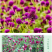 千日红花种春秋播种花海景观庭院阳台花卉盆栽花籽火球花种子