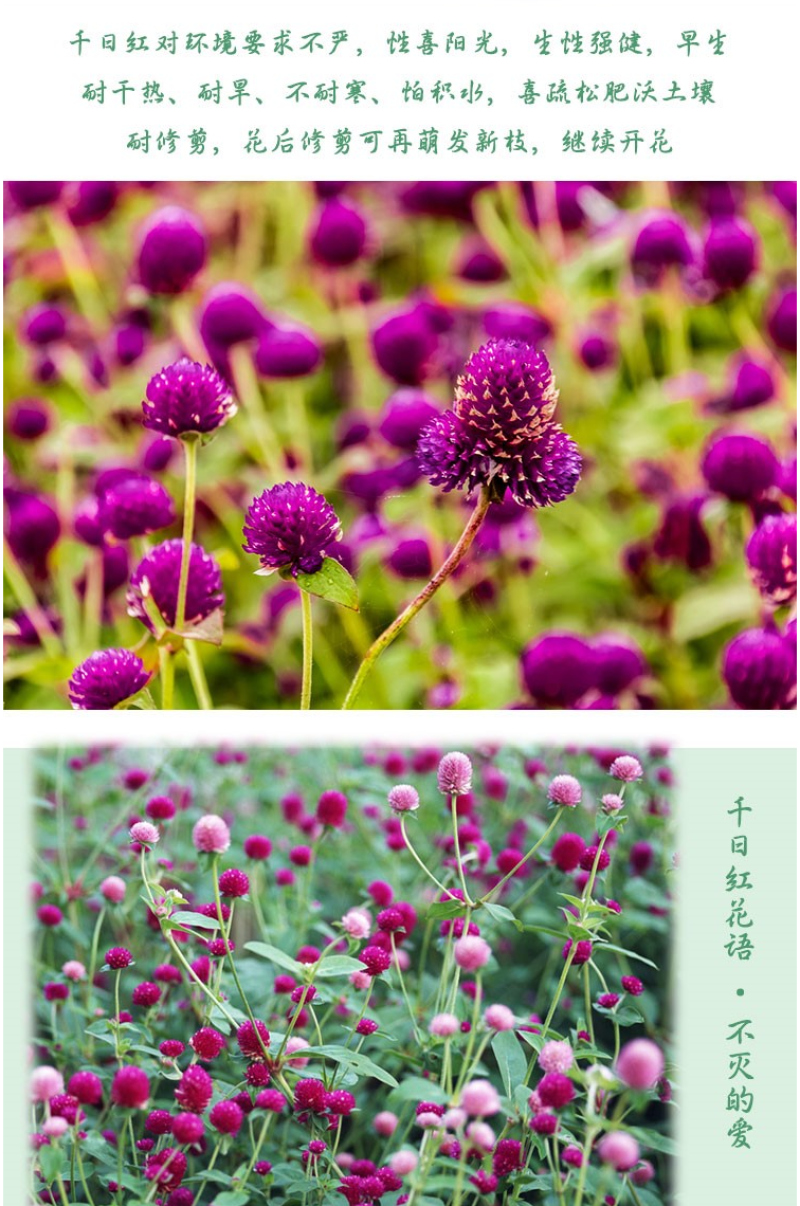千日红花种春秋播种花海景观庭院阳台花卉盆栽花籽火球花种子