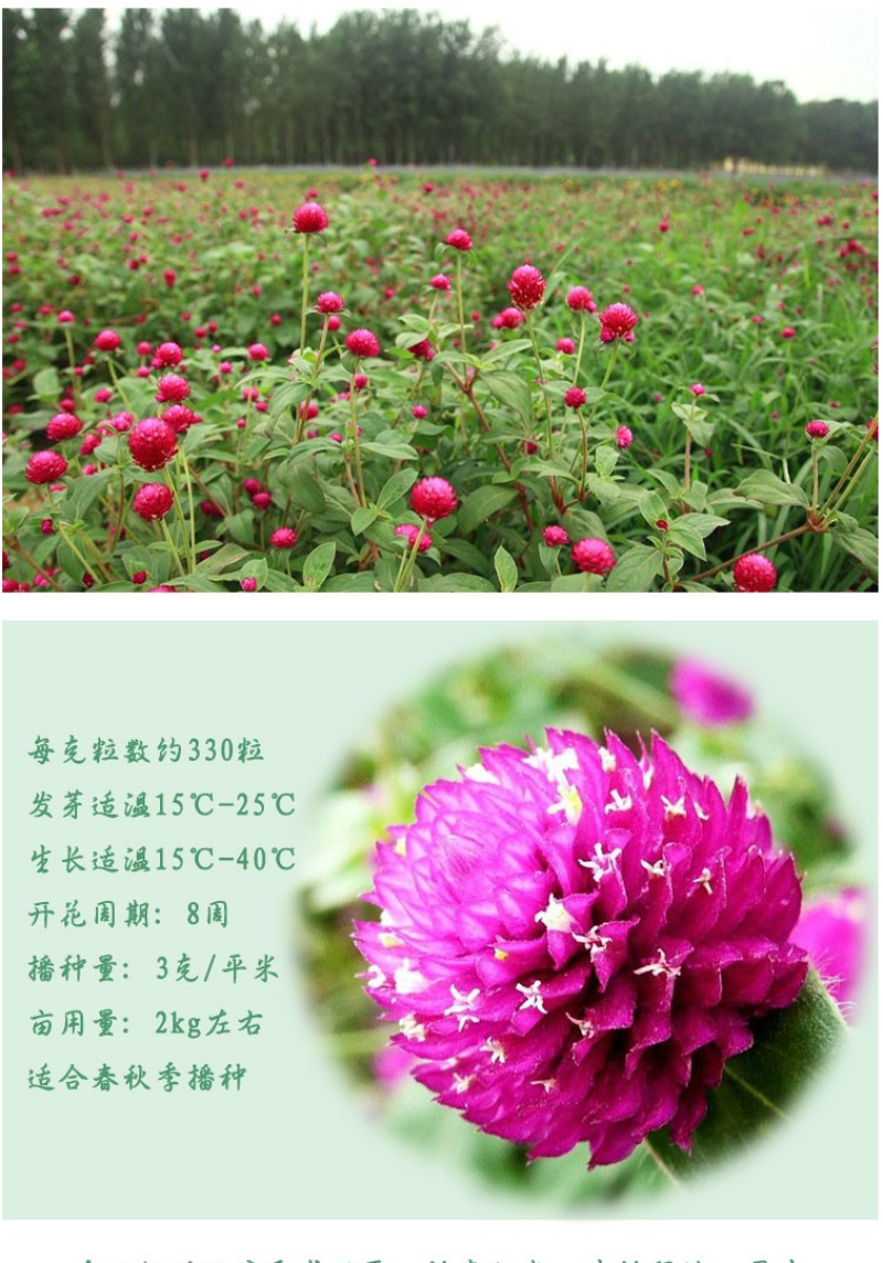千日红花种春秋播种花海景观庭院阳台花卉盆栽花籽火球花种子