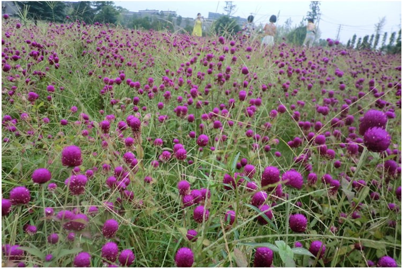 千日红花种春秋播种花海景观庭院阳台花卉盆栽花籽火球花种子